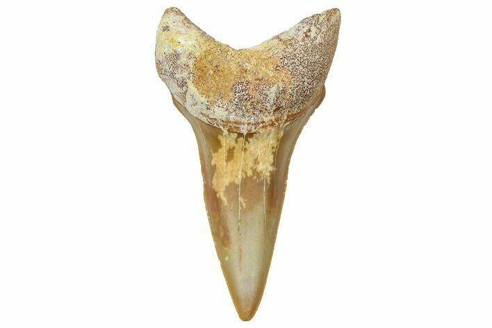 Fossil White Shark Tooth - Dakhla, Morocco #365251